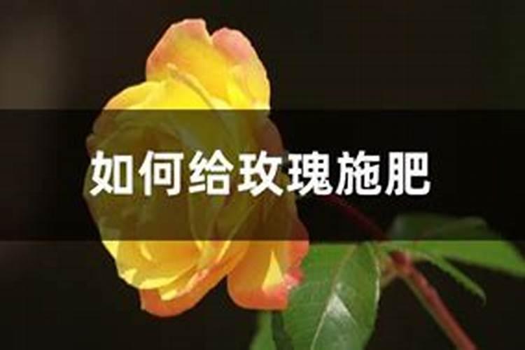 玫瑰施肥用什么肥料让花开得大 详解玫瑰花施肥方案