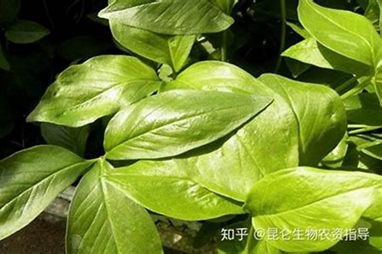 旱半夏的种植技术