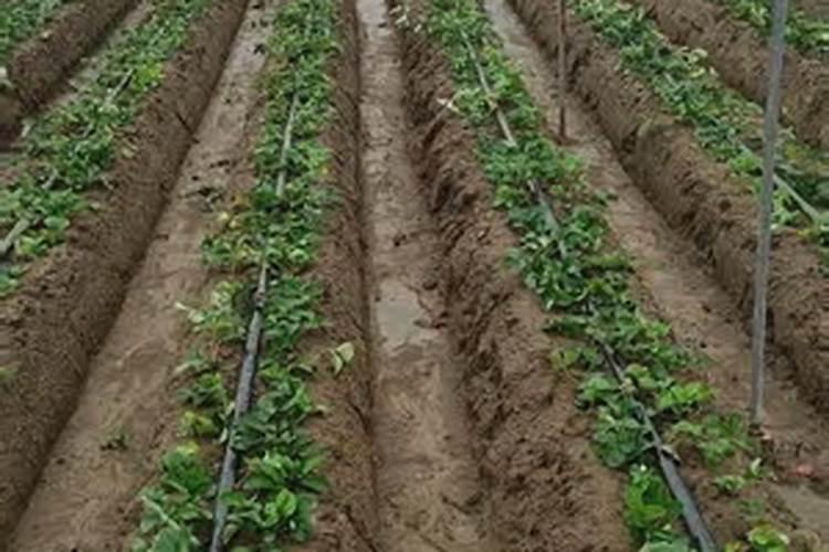 蓝莓树用什么生根剂好？