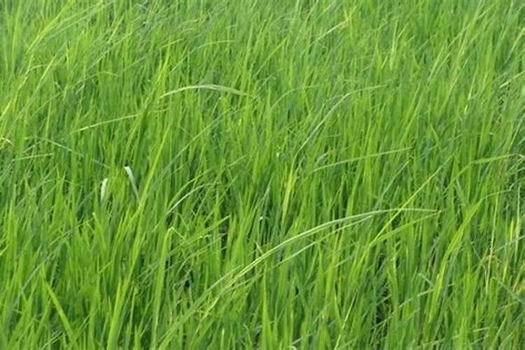 怎样对水稻施叶面肥？ 果树、蔬菜出现病菌就用82%代森锰锌