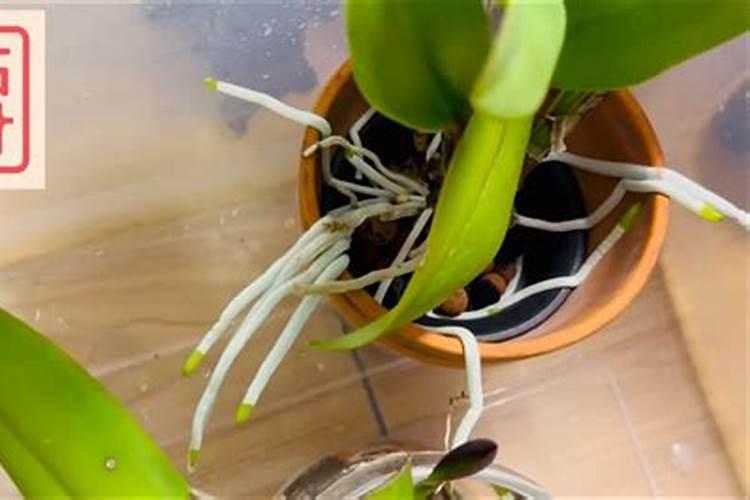 如何培育兰草？