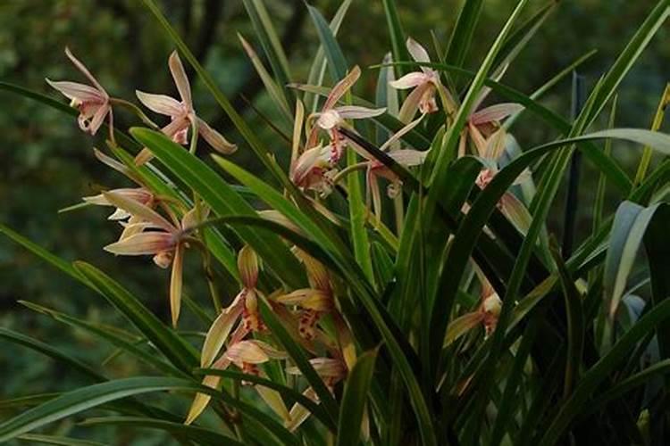 如何培育兰草？