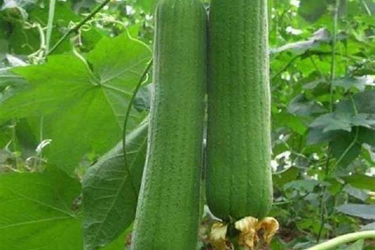 肉丝瓜的种植方法和时间