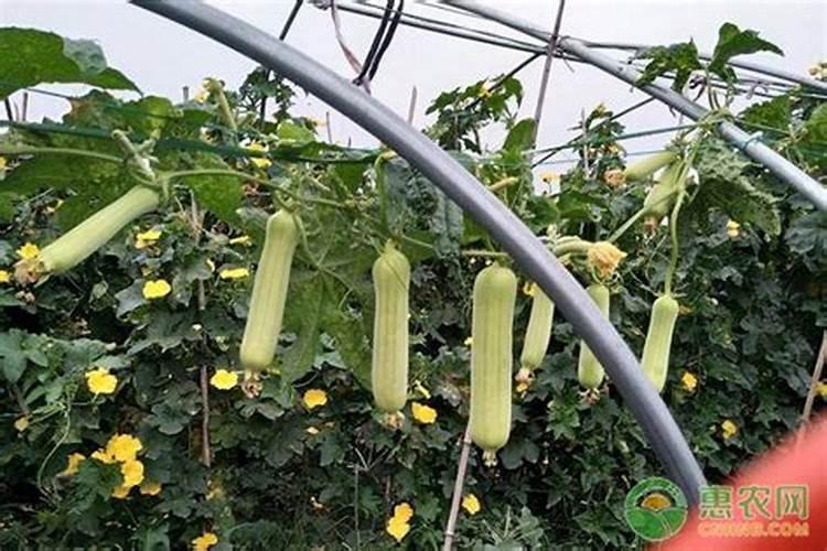 肉丝瓜种植时间和方法
