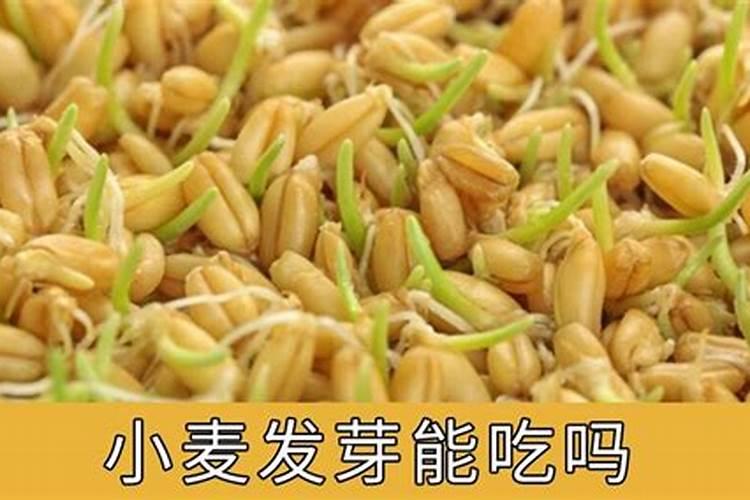 给小麦用叶面肥有需要注意的问题吗？
