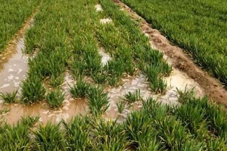 小麦发芽以后有芽干的吗？