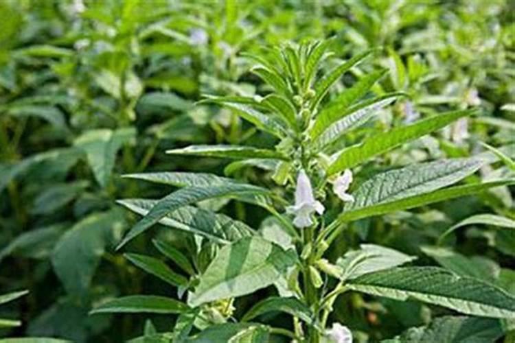 种植芝麻如何施用种肥和追肥？