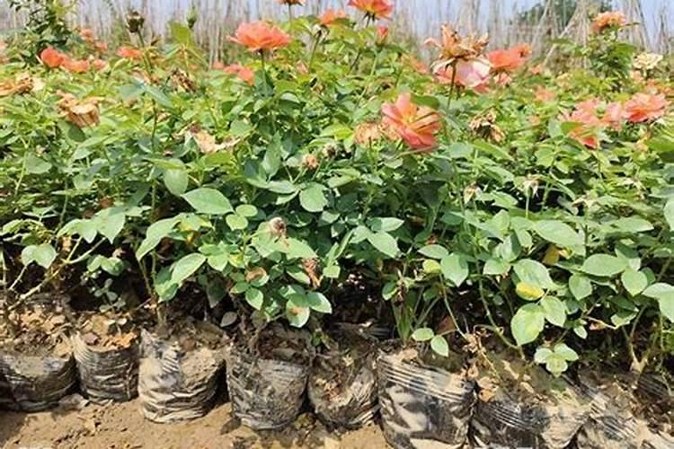 我的月季花的整个生长期该怎样施肥麻烦哪个大神告诉我一下？