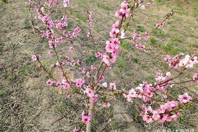 芸苔素在桃树花前喷施什么时间好？