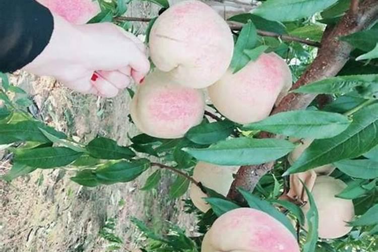 桃树套袋前打什么杀菌药
