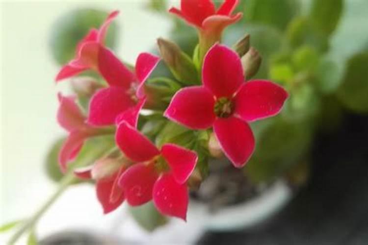 刚买的扶桑花怎么养护