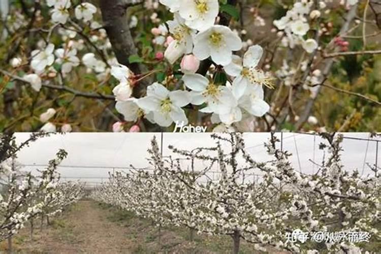 果树如何促进花芽分化 果树怎么养护