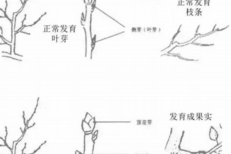 磷肥对果树的作用是什么