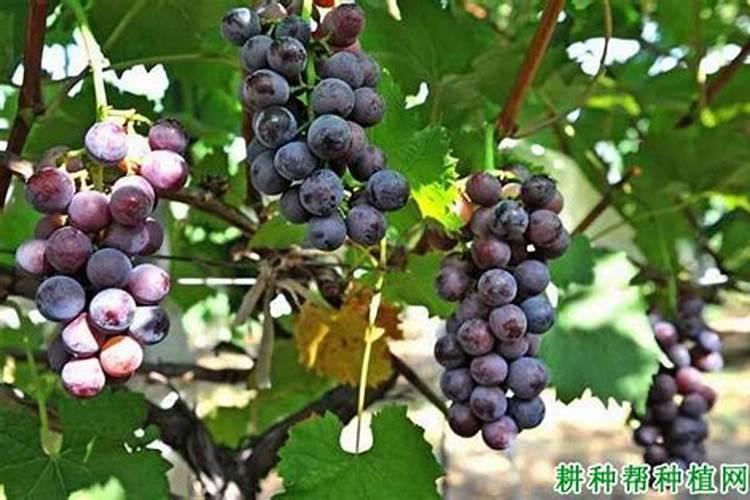油菜地30斤水放多少尿素正确？