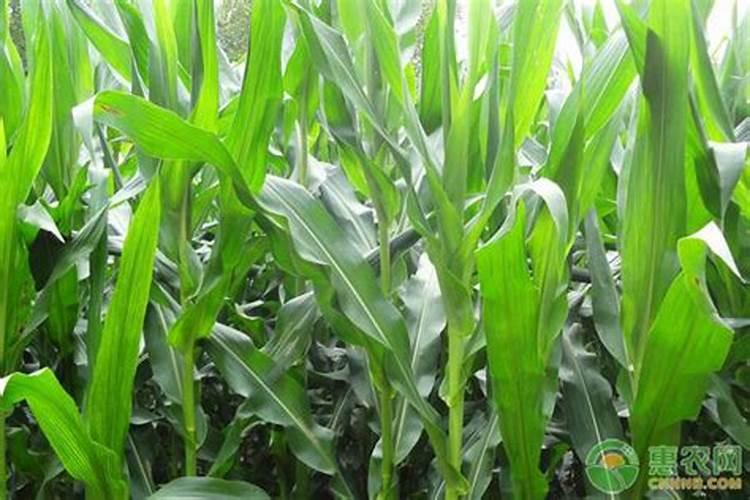 辣子茄子黄瓜一斤化肥兑多少斤水进行喷淋