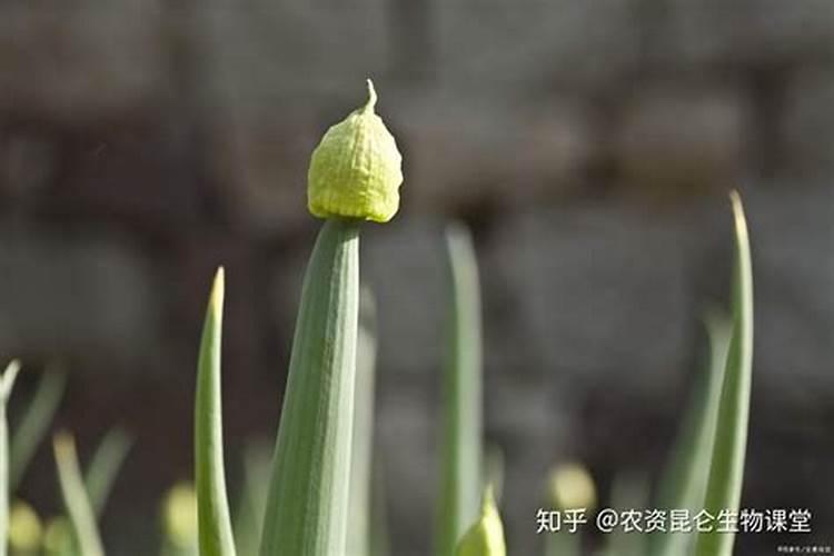 大葱喜欢什么肥料