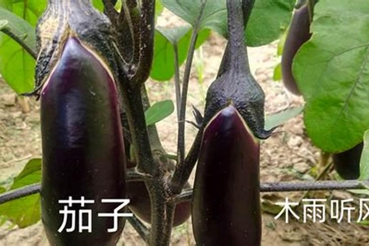 茄子打什么杀菌剂好