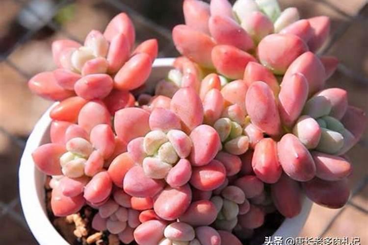 多肉用什么肥料比较好 多肉肥料的选择