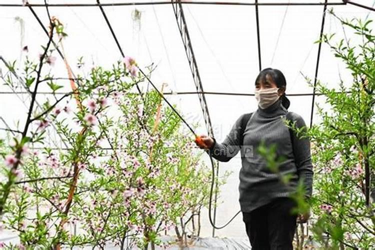 相这样的大棚油桃二次澎大肥,用什么肥料才能比交好？