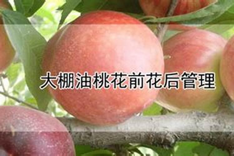 各位老师早上好!大棚油桃”月子肥:怎么上？复合肥,微肥,菌肥什么比例...