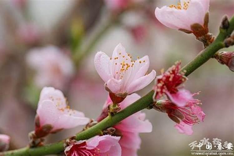 大棚桃树花前打pbo什么时候好