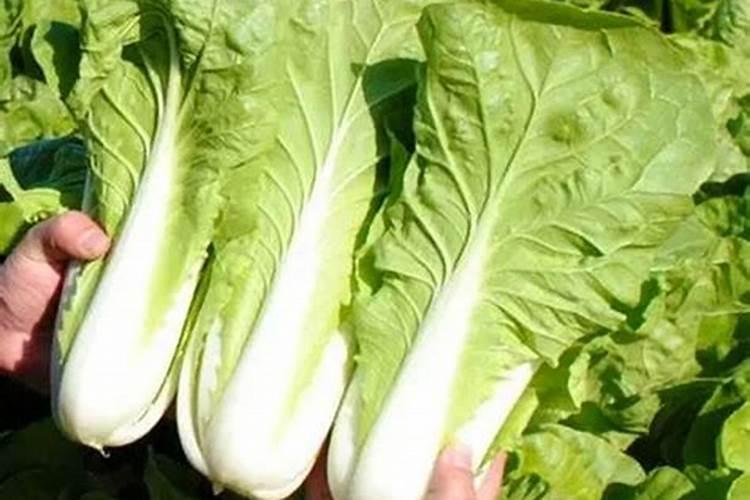 广东种菜用什么肥料好