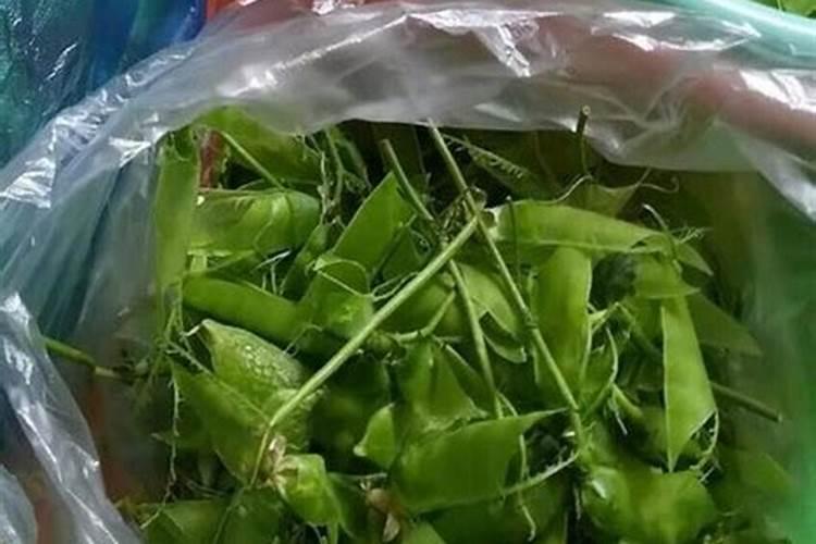 土豆皮可以当肥料吗？