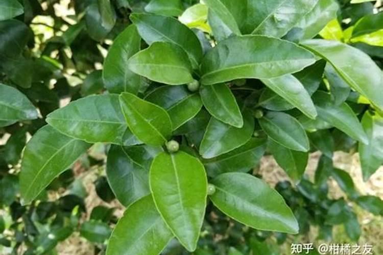 西瓜种植打什么农药 西瓜要打哪种农药