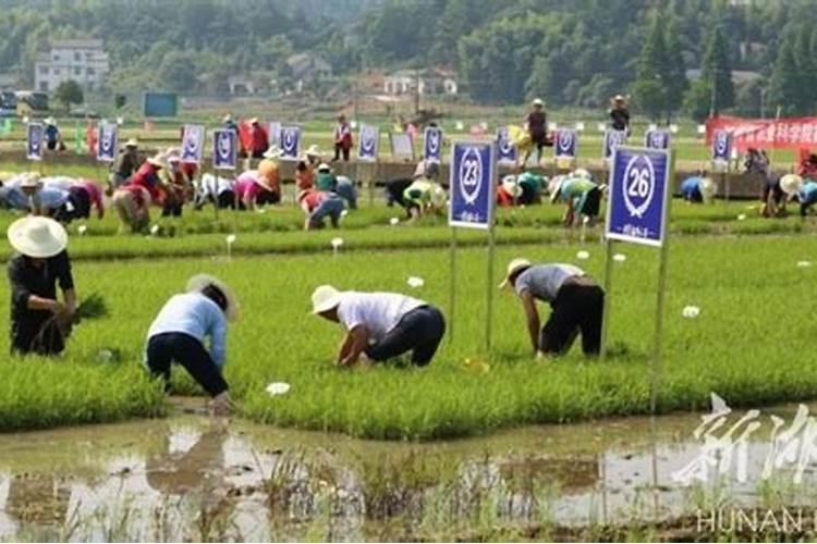 韭菜用什么肥料