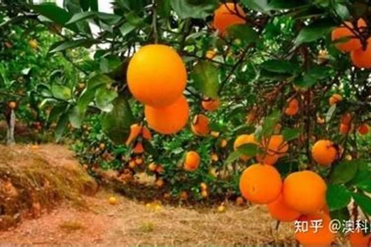 柑橘幼树、成树、结果树管理要点