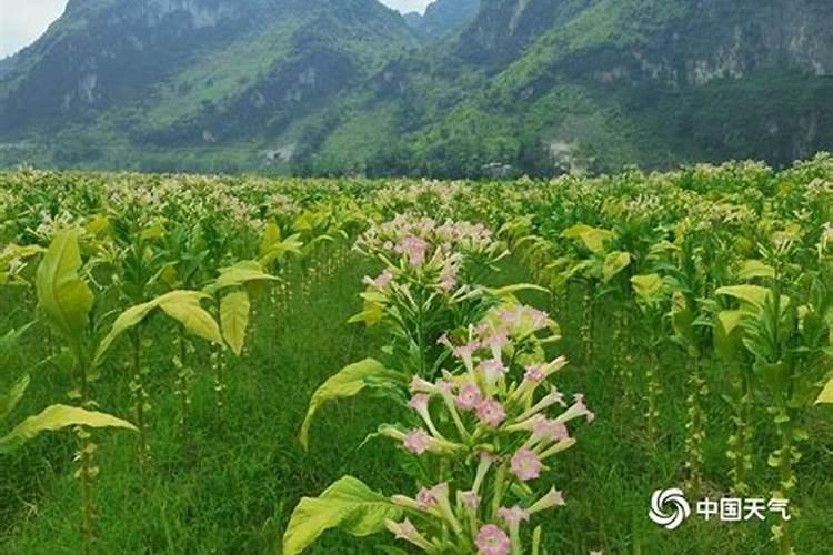 赤霉素的主要作用是什么？在使用时需要注意什么？