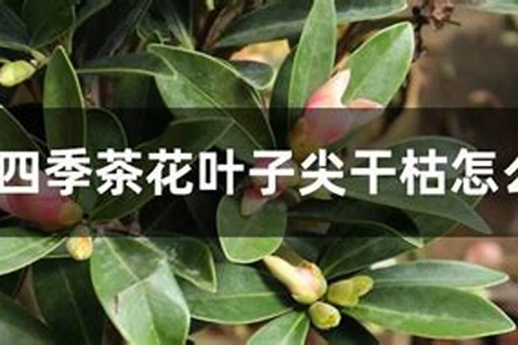 核蛋白简介