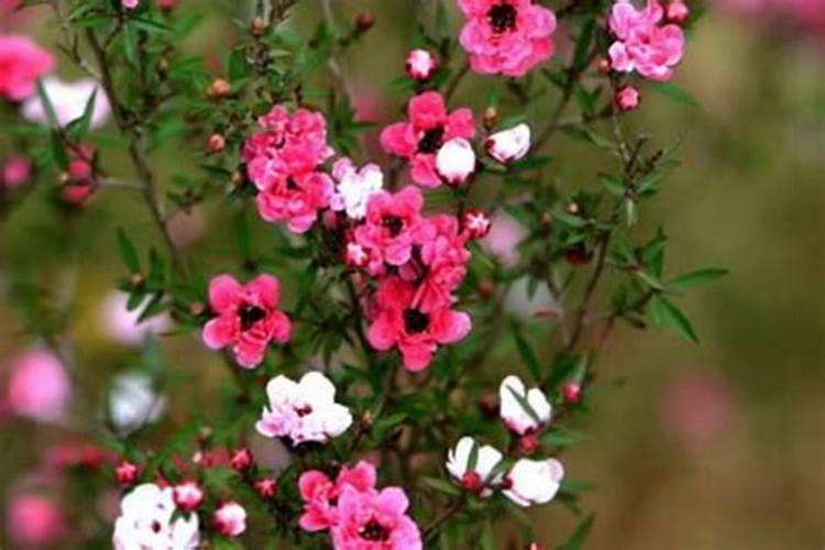 松红梅不开花怎么办