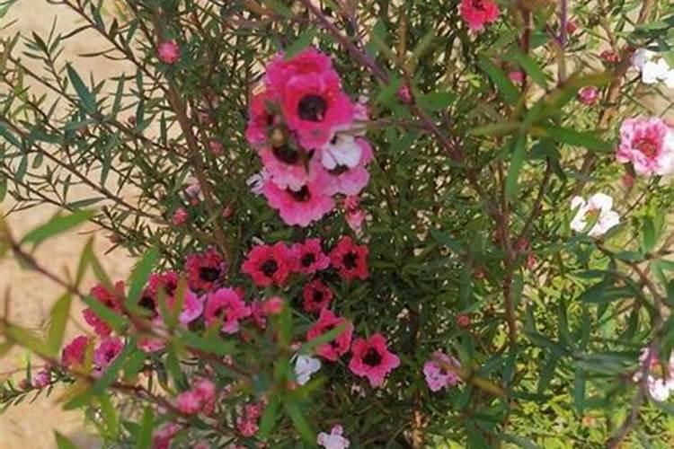 松红梅不开花怎么办