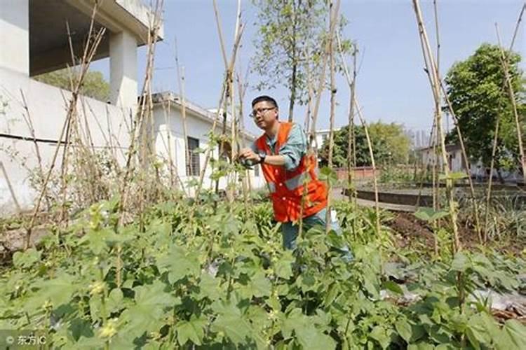 种菜地底肥用什么肥料最好