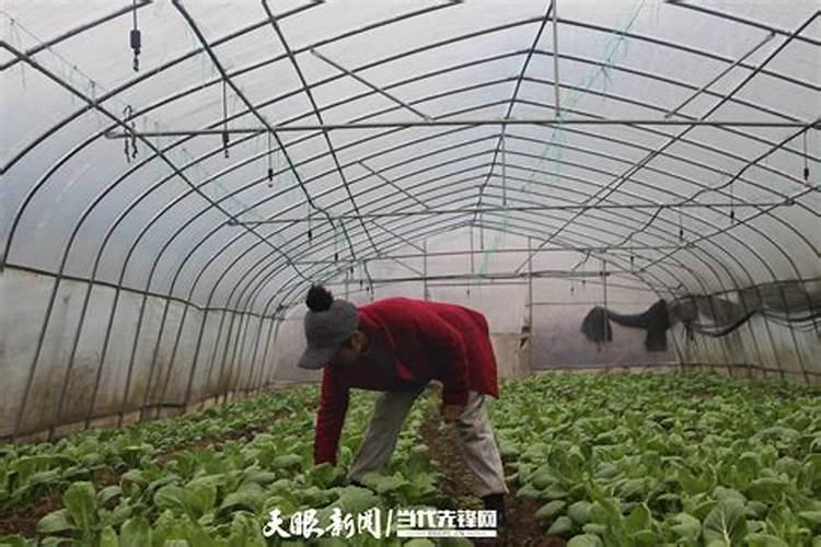 冬季蔬菜施肥,需要注意什么