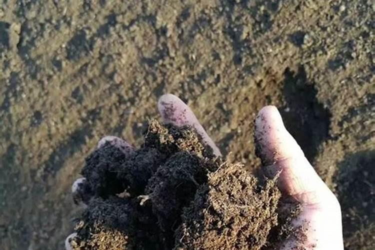 含腐植酸水溶肥料使用方法