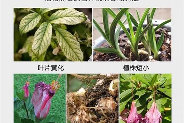 为什么冬天不能给花浇水