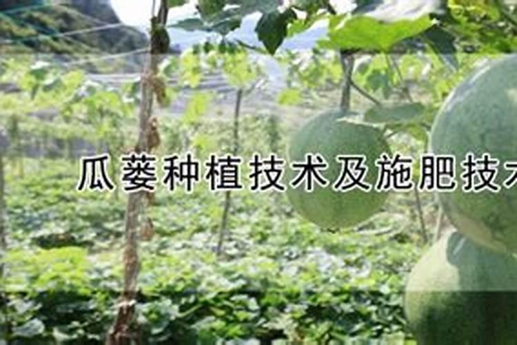 夏天文竹多久浇一次水 用什么水浇最好