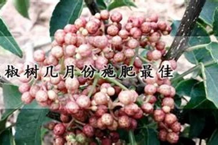 花椒树施什么肥最佳