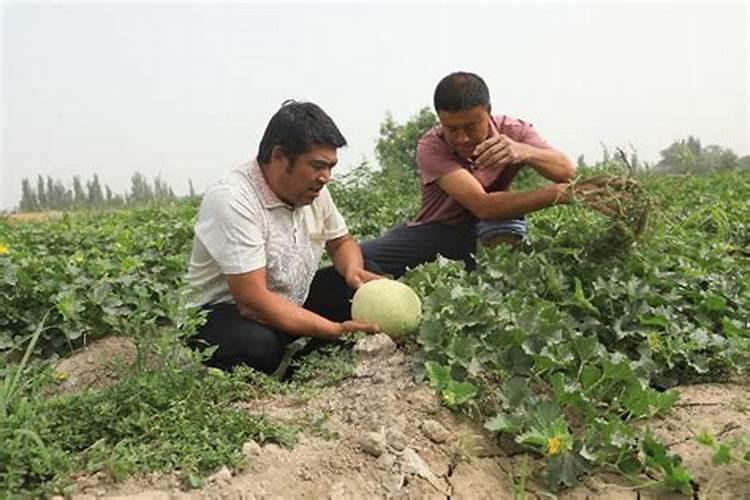 自家种植的甜瓜发生落花落果了,究竟是什么原因造成的？