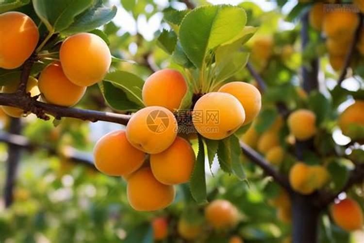 螯合铁能不能和吡虫啉可不可以一起用(在线等)