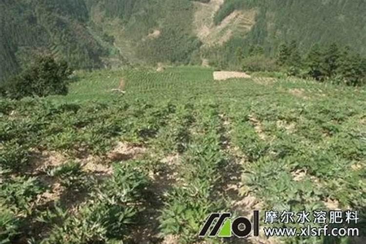 绣球花能在室内养吗,放在室内会影响身体健康