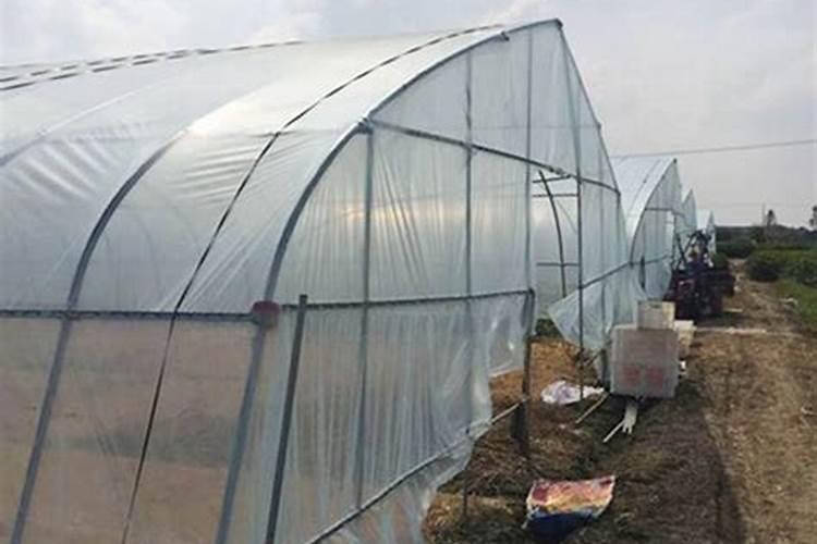 大棚西红柿定植后什么时候开始喷叶面肥？