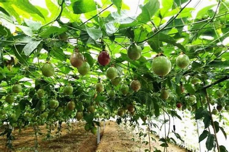 百香果浇什么肥料