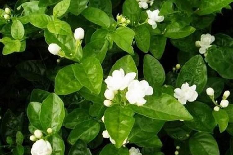 虎头茉莉繁殖方法有哪些