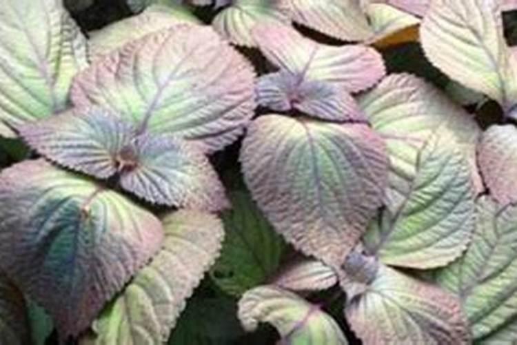 紫苏种植小苗如何施肥