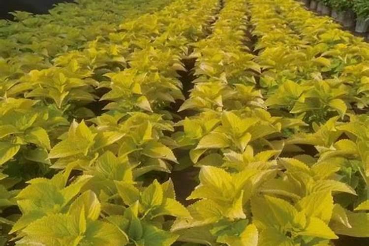 紫苏种植小苗种植用什么肥料