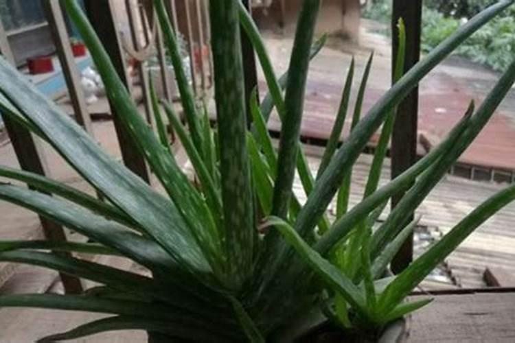 用花多多1号浇花可以吗？