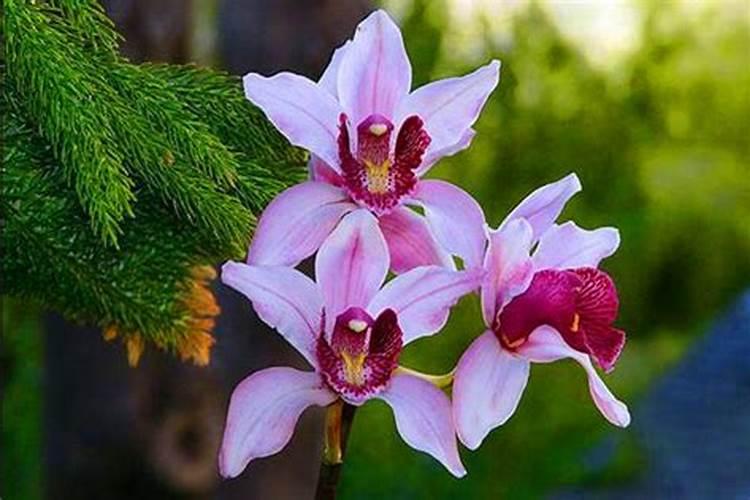 兰花什么时候施肥最好,兰花施肥用什么肥最好(氮磷钾肥)